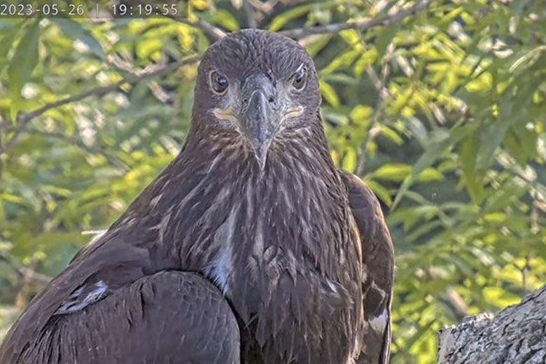 6223 dulles greenway eaglets