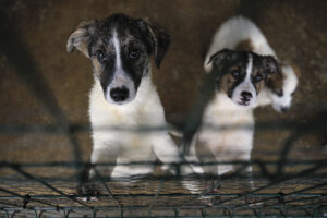 Romania Animal Shelter