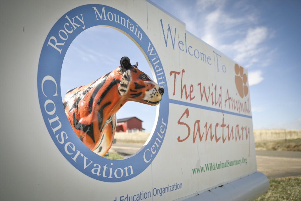 Wild Animal Sanctuary In Colorado Home To Almost 40 Tigers From Wildly Popular Documentary Of Joe Exotic "Tiger King"