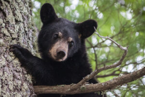 Black Bear in Tree