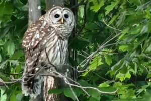 Owl