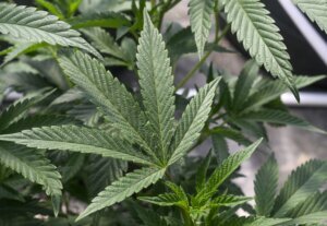 Marijuana Unsold Harvest