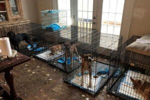 Loudoun co animal rescue