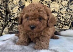 Poodle puppy