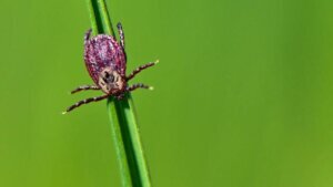 Number of tick borne disease cases on the rise in the U.S.