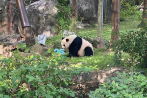 07222023panda1