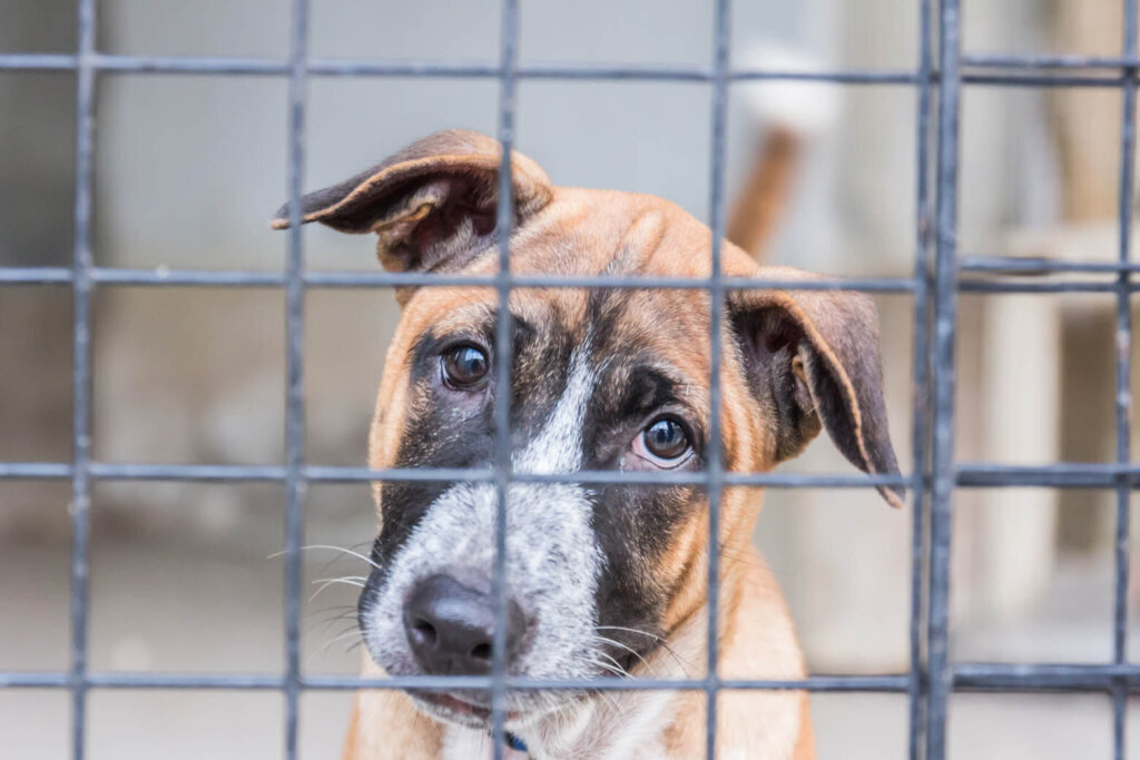 Stock photo of dog in animal shelter. (Courtesy Getty Images)