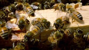 How Washington, D.C. has become a home for honeybees