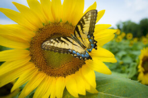 Sunflower in Bloom