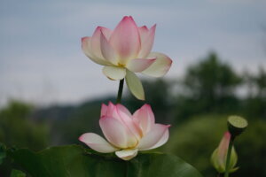 Lotus plant