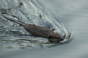 California Embracing Beavers