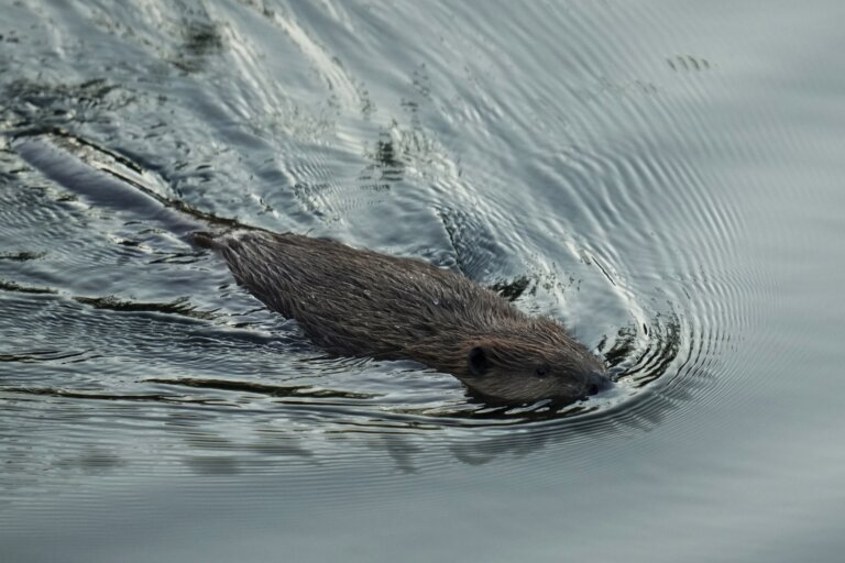 California Embracing Beavers