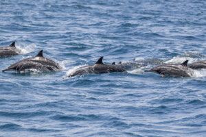 A pod of Dolphins off the coast of Muscat in Oman
