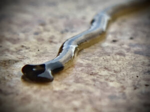 Macrophotography the hammerhead flat worm / broadhead planarian (bipalium) is a predatory land planarian.
