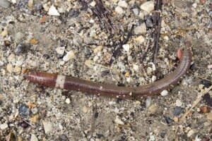 HGIC wildlife Amynthas mature 1226 PR UWArb