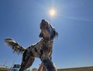 Heat Wave California