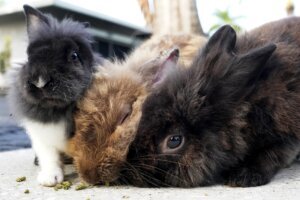 Invasive Rabbits