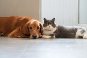 British Shorthair and Golden Retriever get along