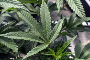 Marijuana plant