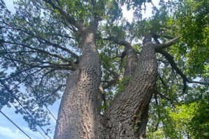 IMG 5110 chestnutoak wide 1560 header
