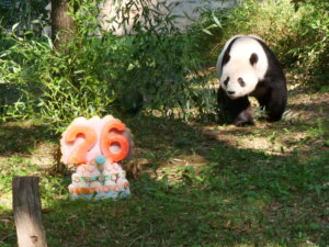 Tian Tian Panda