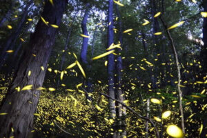 Cnn fireflies 756057