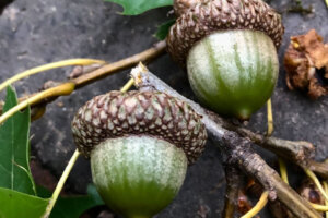 Acorns in Montgomery County, Maryland are seen in this photo. (WTOP/Kate Ryan)