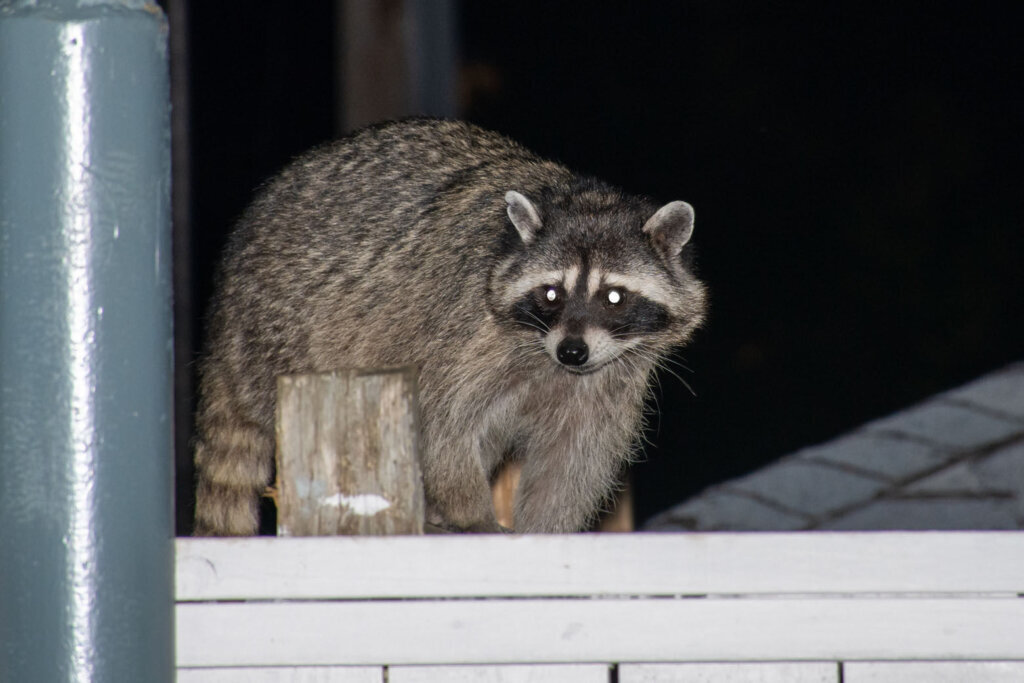Raccoons (Procyon lotor) on fence at night looking for garbage or trash invading the city in Stanley Park, Vancouver British Columbia, Canada.