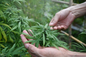 Cropped shot farmer checking marijuana or cannabis plantation in greenhouse. Alternative herbal medicine, health, hemp industry concept.
