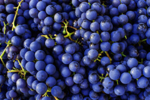 Red wine grapes background. Dark blue wine grapes.