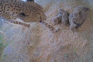 Cheetahs
