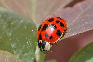 Asian Lady Beetle
