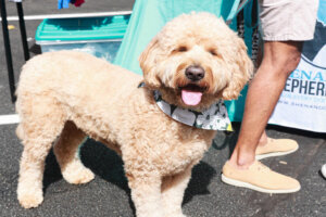 Pet fest