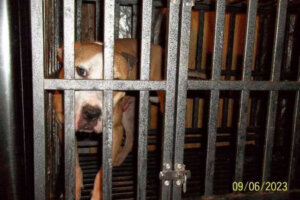 100323 dog fighting