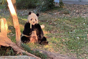 Panda Tian Tian