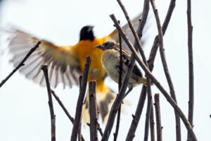 The 10 oriole chicks hatched at the Smithsonian’s National Zoo and Conservation Biology Institute’s Bird House now have names. (Courtesy Smithsonian National Zoo)
