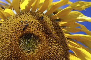 Climate Pollinators