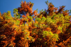 Fall Trees at the US National Arboretum