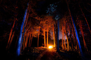 Dark forest