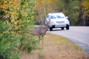 Deer on the edge of the road just before vehicle