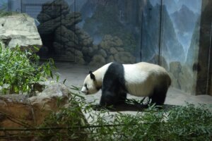 Panda Diplomacy