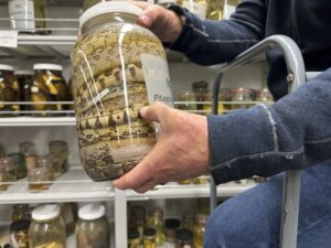 Snake Collection
