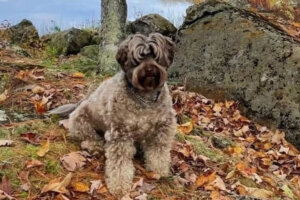 Snidleydog F