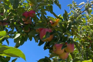 Umdapples