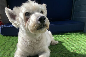 White dog