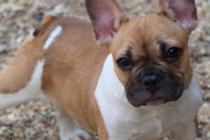 Six month old French Bulldog Hendrix
