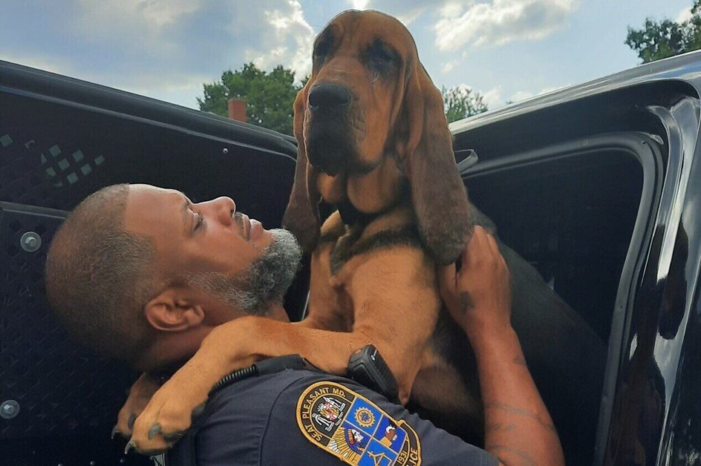 Amber K 9 Dog