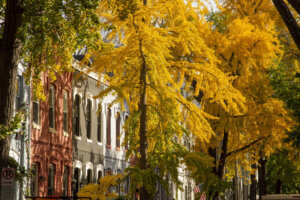 Ginkgo cascade