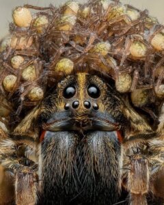 Wolf Spider Mama