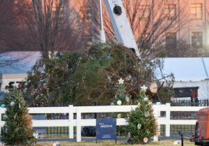 Andrew leyden fallen christmas tree